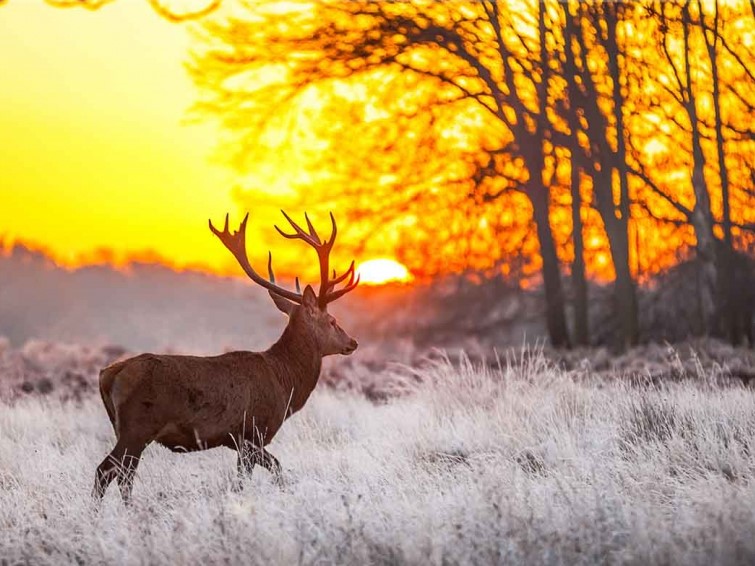 Obrazy - Jiná zvířata